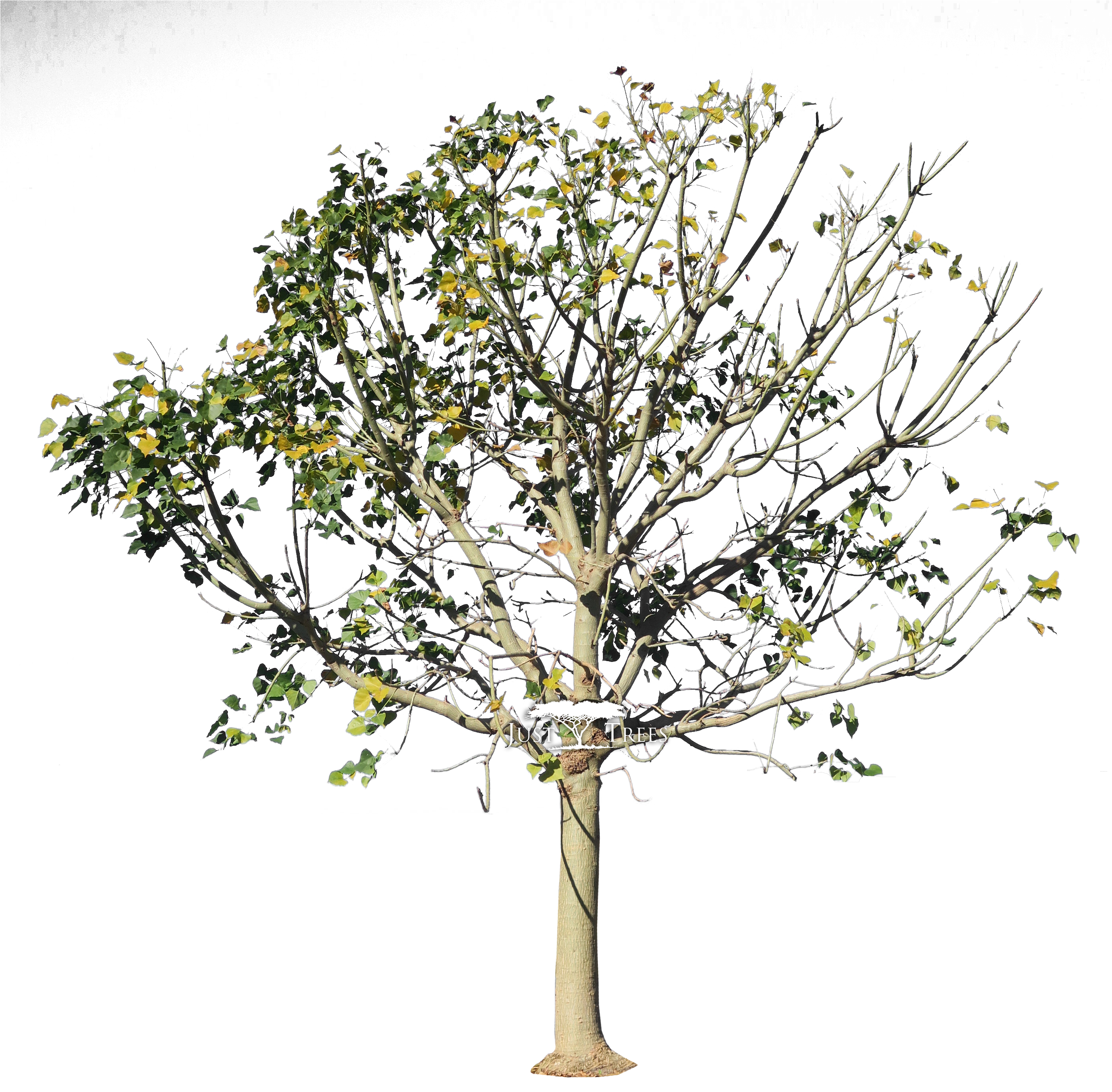 Erythrina Caffra (2799x2804), Png Download