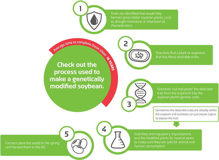 A Flowchart Showing How An Organism Such As A Soybean - Genetically Modified Soybeans (780x583), Png Download