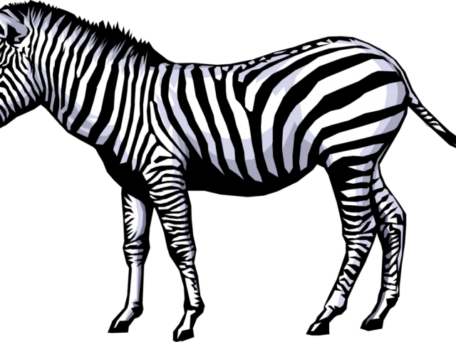 Zebra Clipart Full Hd - Zebra Clip Art (640x480), Png Download