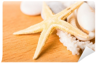 Starfish, White Coral, Shell On Wood Background Wall - Starfish (400x400), Png Download