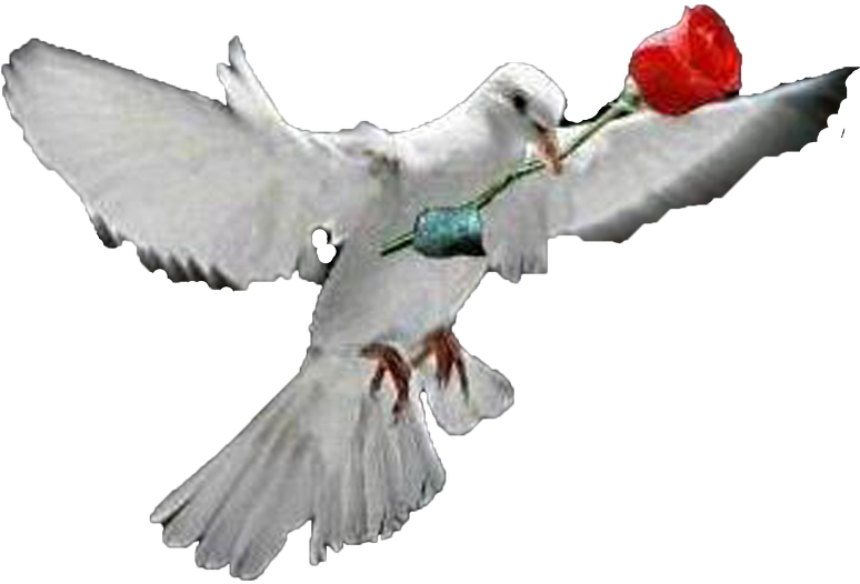 White Dove (773x799), Png Download