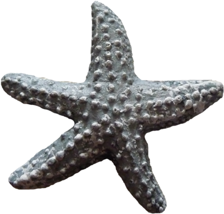 Seashells Starfish - Portable Network Graphics (500x477), Png Download