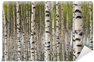 Wall Murals Large (400x400), Png Download