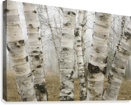 Ontario, Canada - Birch Trees In Canada (428x344), Png Download