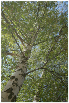 Birch (400x400), Png Download