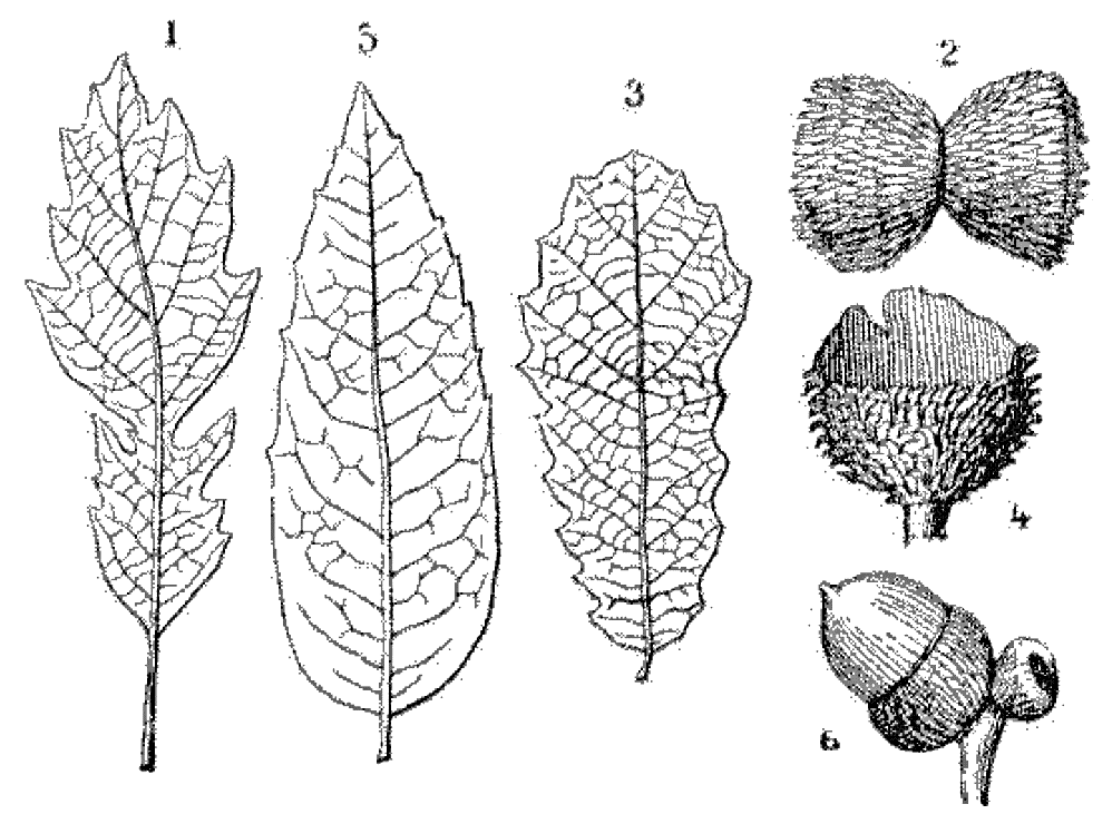 File - La Nature - 1878 - S1 - P045 - Les Périodes - Illustration (998x740), Png Download