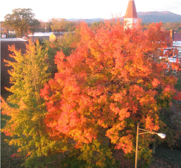 Beautiful University Town 2 Hours From Washington Dc - Maple Leaf (800x533), Png Download