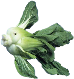 Posts Fish Png Transparent Bok Choy - Graphic Artists Get Bored (495x480), Png Download
