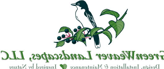 Lightning Bugs Life Cycle - Firefly (539x233), Png Download