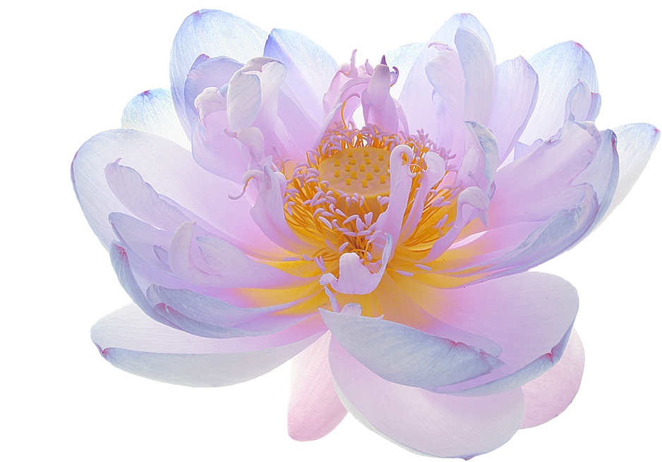 Sacred Lotus (1000x667), Png Download