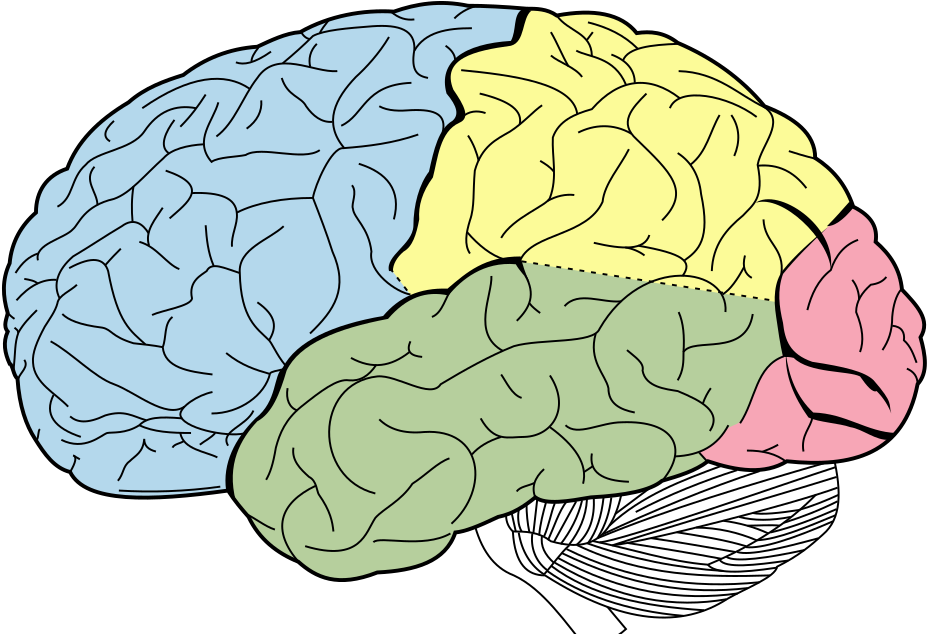 When Scientists Discover New Body Parts - Lobes Of The Brain (992x647), Png Download