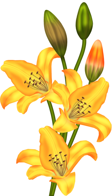 0 5b75d 7a1d2a08 Orig - Painted Lilium Flowers Png (371x650), Png Download