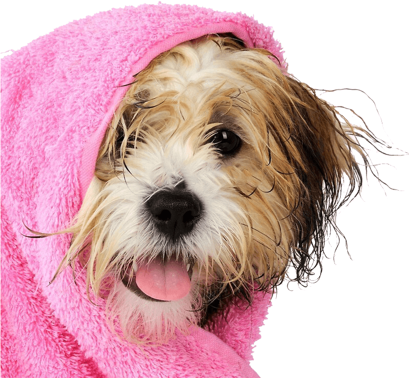 Dog In Towel (800x800), Png Download