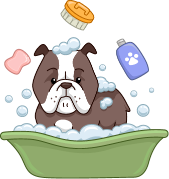 Bulldog Bathing - Dog Shower Png (337x358), Png Download