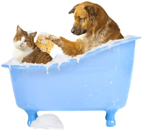 Dog Bathing Cat Clipped Rev - Cat And Dog Png (480x433), Png Download