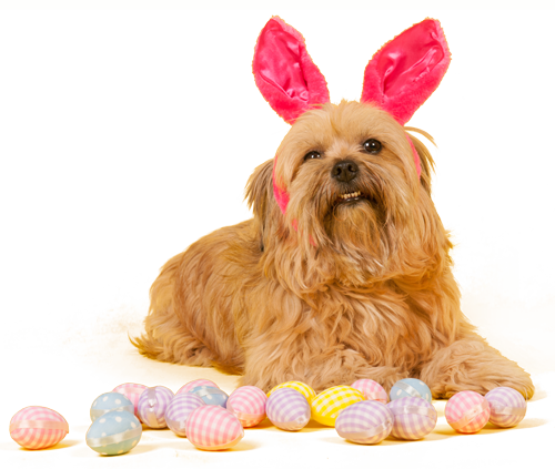 Dog Grooming Pals - Dog Easter Png (500x423), Png Download