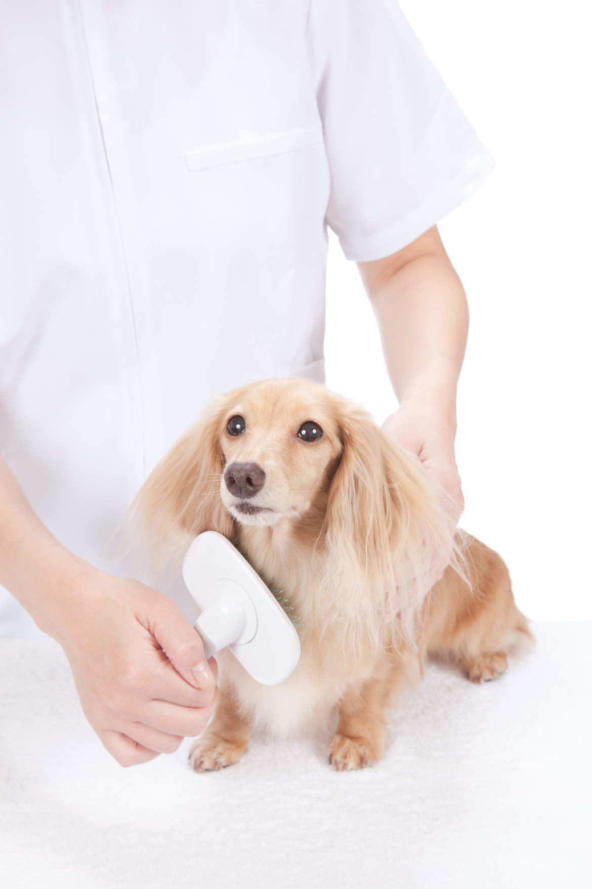 Petland Joplin Grooming - Cocker Spaniel (1170x1755), Png Download