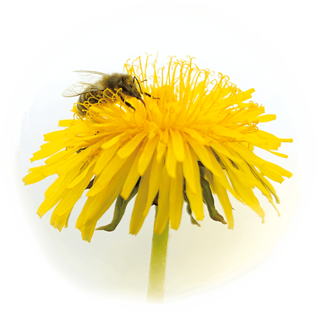 Honey Bee (450x444), Png Download