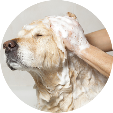 Dog Bath - Glove Hair Remover Pet Glove Brush Hair Remover Massage (370x371), Png Download