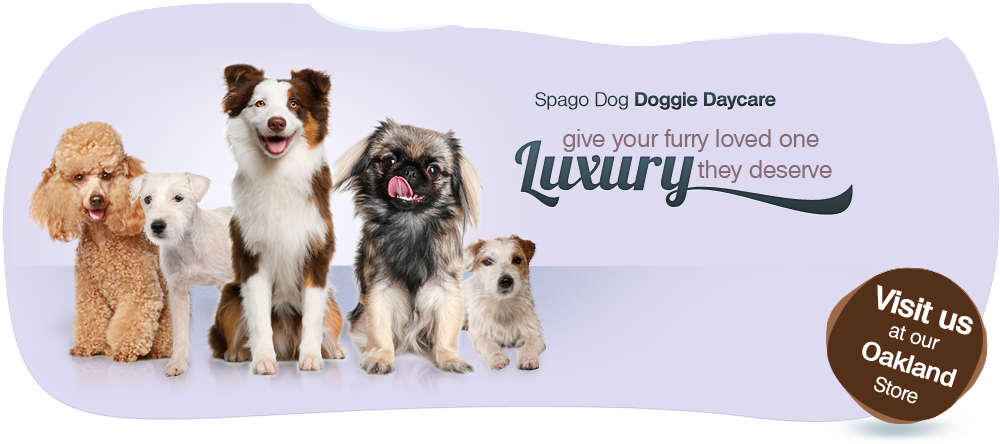 Spagodog A La Carte Package - Ukcoco Dog Nail Clippers Stainless Trimmer Grooming (1000x444), Png Download