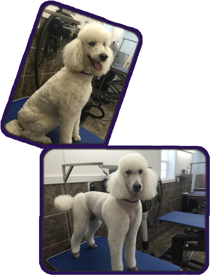 **all Prices Are Subject To Change And Are Based On - Child Grooming (768x1024), Png Download