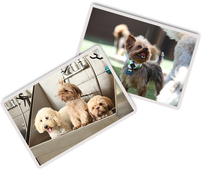 For Those Dogs Who Are Hotel Guests, Baths Are Available - Labradoodle (664x554), Png Download