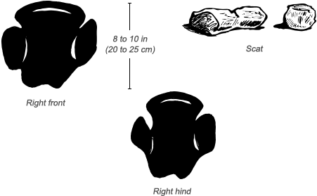 White Rhino Tracks And Scat - Rhino Feet Track (484x326), Png Download
