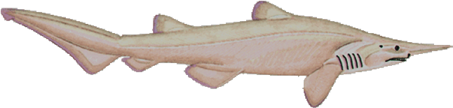 Mitsukurina Owstoni - Tiburon Duende Png (650x200), Png Download