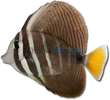 Sailfin Tang (648x350), Png Download