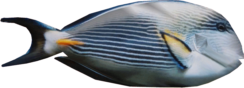 Sohaltangdd - Pomacentridae (1023x1023), Png Download