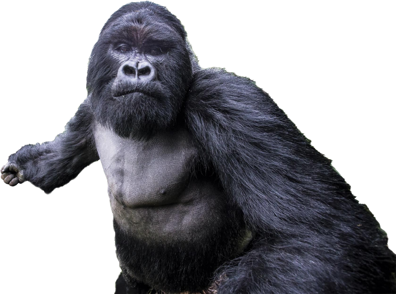 Cutout - Mountain Gorilla When Born (1261x1000), Png Download