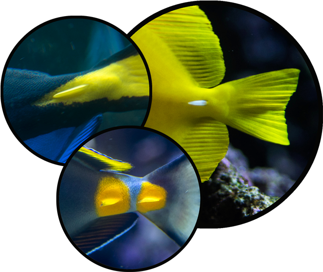 Check Out Those "scalpels" At The Base Of Their - Blue Tang Scalpel (660x566), Png Download