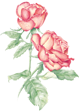 Rose - Floribunda (347x479), Png Download
