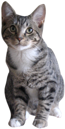 Why Choose A Grey Tabby Cat To Be The Star Of Your - Gray Tabby Cat Png (274x444), Png Download
