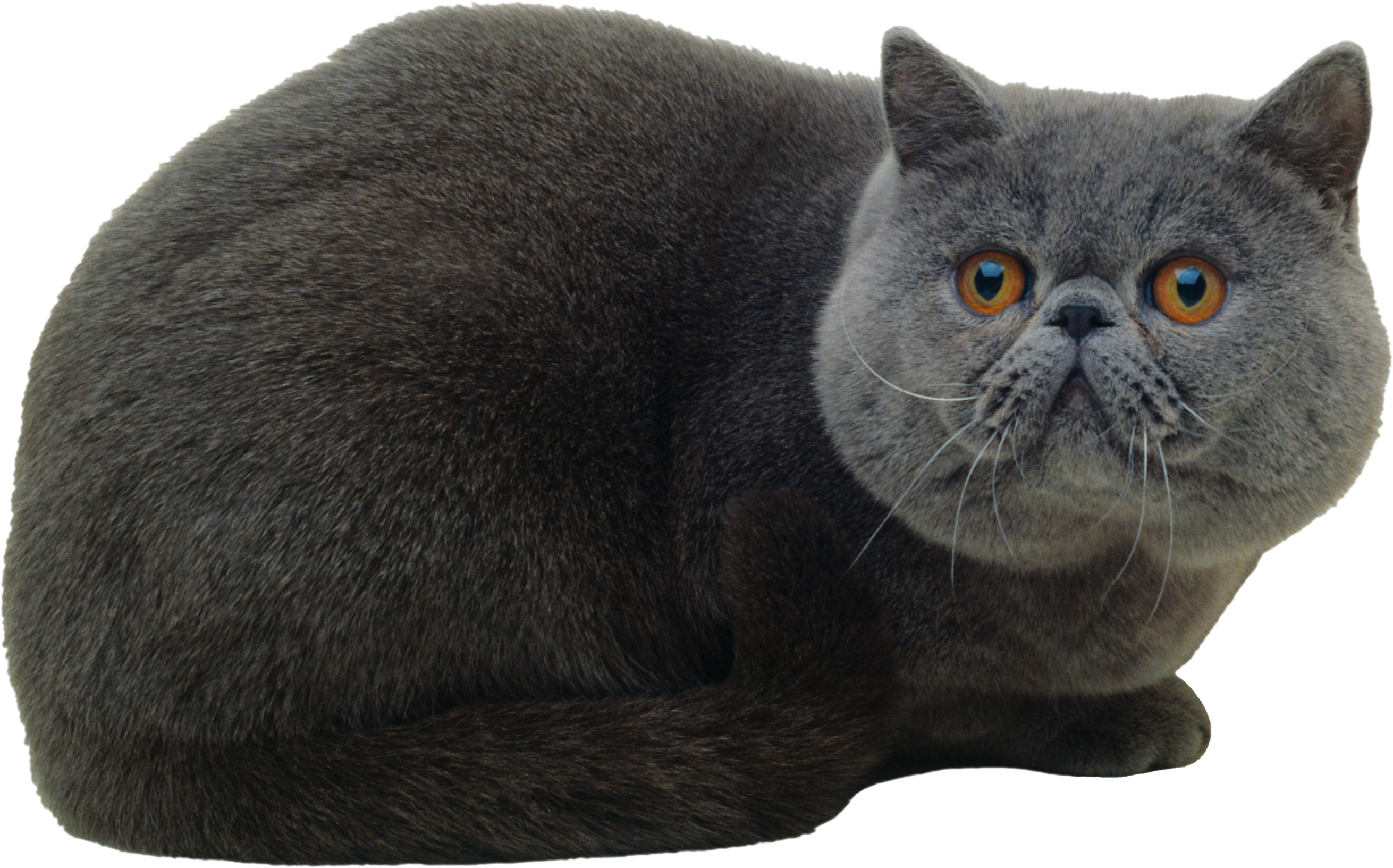 Cat Png - Кошка Пнг (2621x1633), Png Download