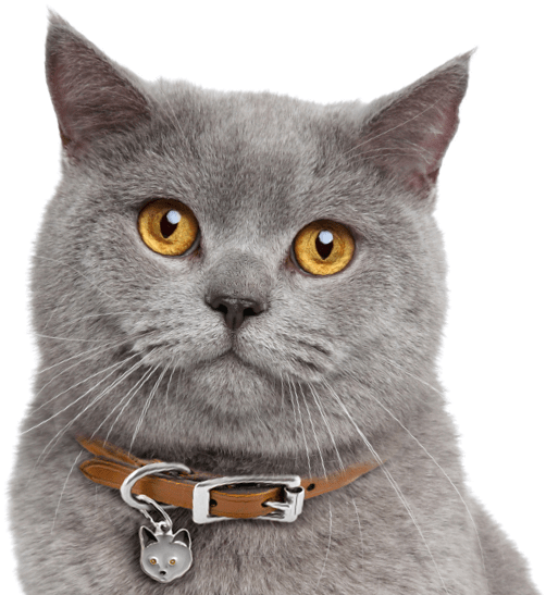 Search - British Cinnamon Shorthair Cat (560x550), Png Download