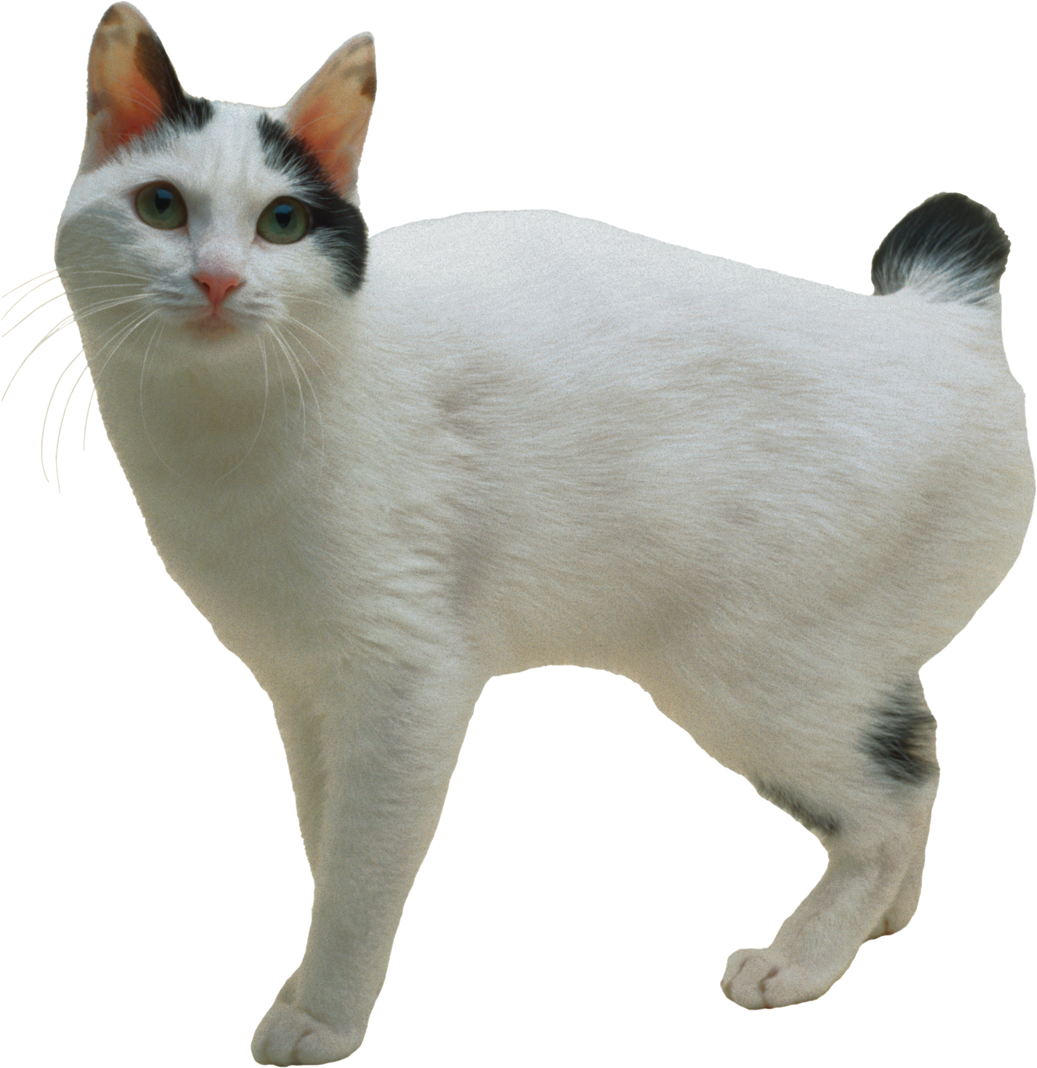 Cat Png - Japanese Bobtail Cat Breed (2124x2189), Png Download