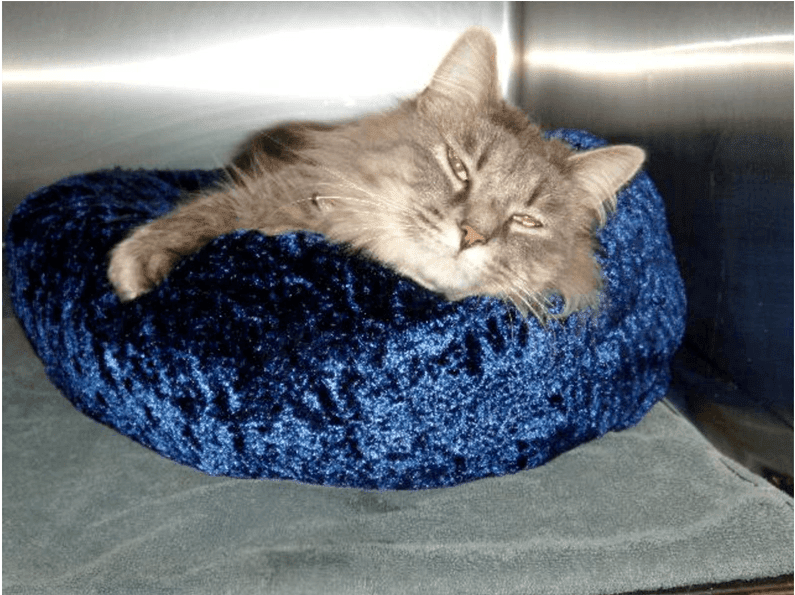 Gray Cat In Blue Bed - Cat (1000x594), Png Download