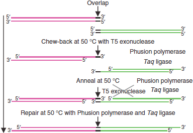 Gibson Cloning Allows For Assembling Whole Constructs - Overlap Pcr Protocol (424x302), Png Download