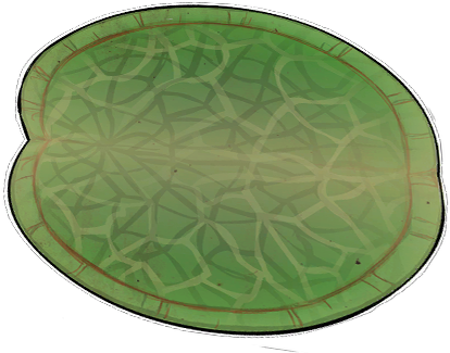 Lily Pad - Circle (442x355), Png Download