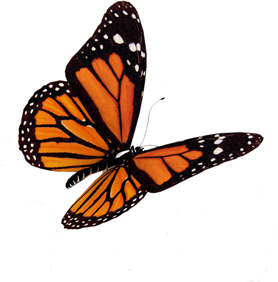 Butterflies - - Quotes On All Souls Day (800x600), Png Download