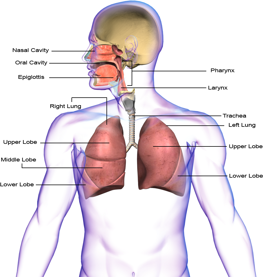 Respiratory System (1024x1024), Png Download