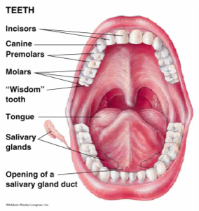 Big Hole - Teeth Diagram (419x335), Png Download