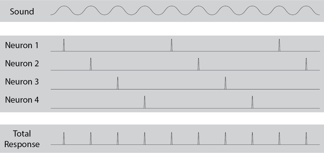 Volley Principle Of Hearing - Volley Principle (1314x623), Png Download