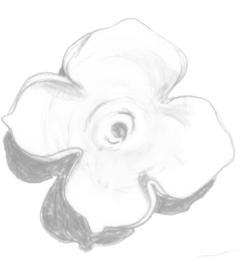 Persimmon-cap - Science (944x900), Png Download