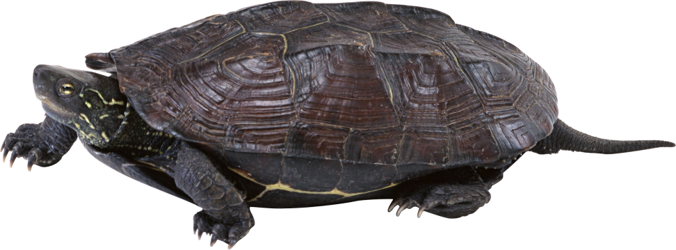 Sea Turtle (972x360), Png Download