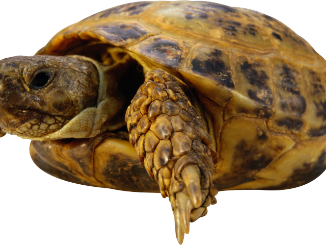 Sea Turtle Clipart Transparent Background - Friskies Optimal Fsk Turtles Vegetarian 130 Gr (640x480), Png Download