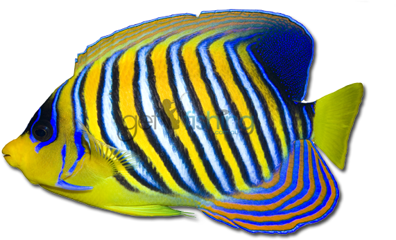 Angelfish Png Transparent Hd Photo - Clipart Of A Transparent Fish (648x350), Png Download