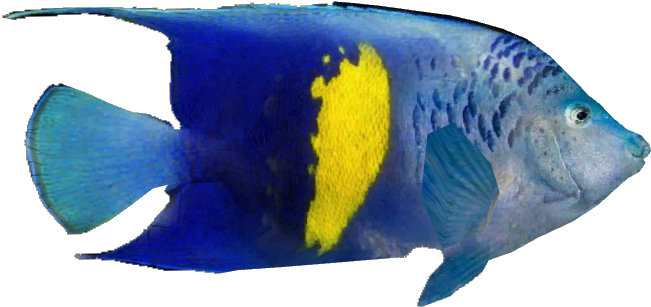 Arabian Angelfish V2 - Coral Reef Fish (650x650), Png Download