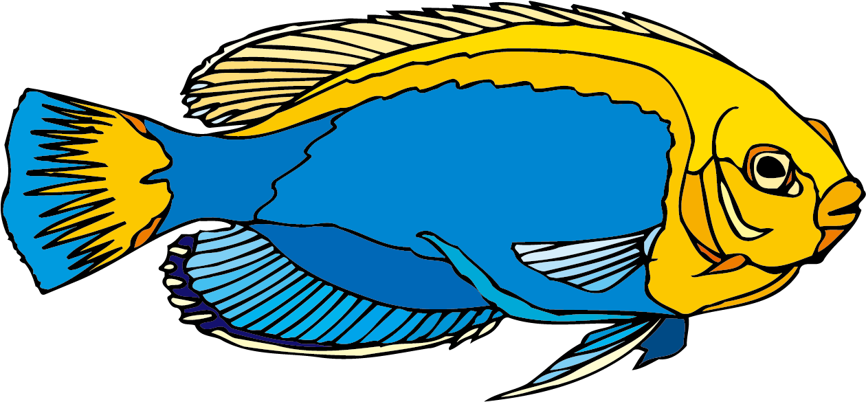 Angelfish Clipart Blue Yellow Fish - Freshwater Angelfish (1406x737), Png Download